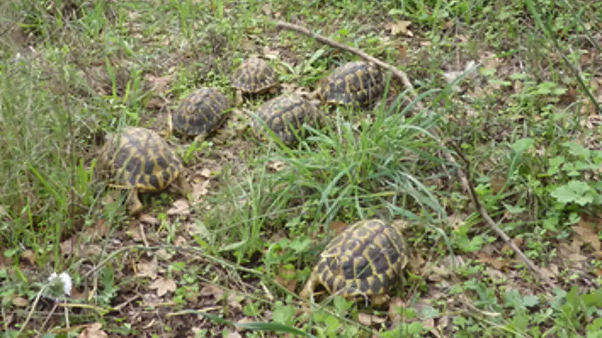 Imatge de les tortugues alliberades