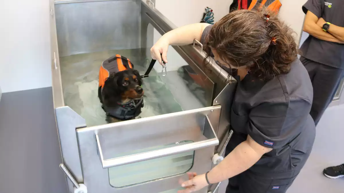 Un gos fent rehabilitació en una cinta de córrer submergida en un tanc d'aigua calenta, un servei que ofereix Domingo Veterinaris