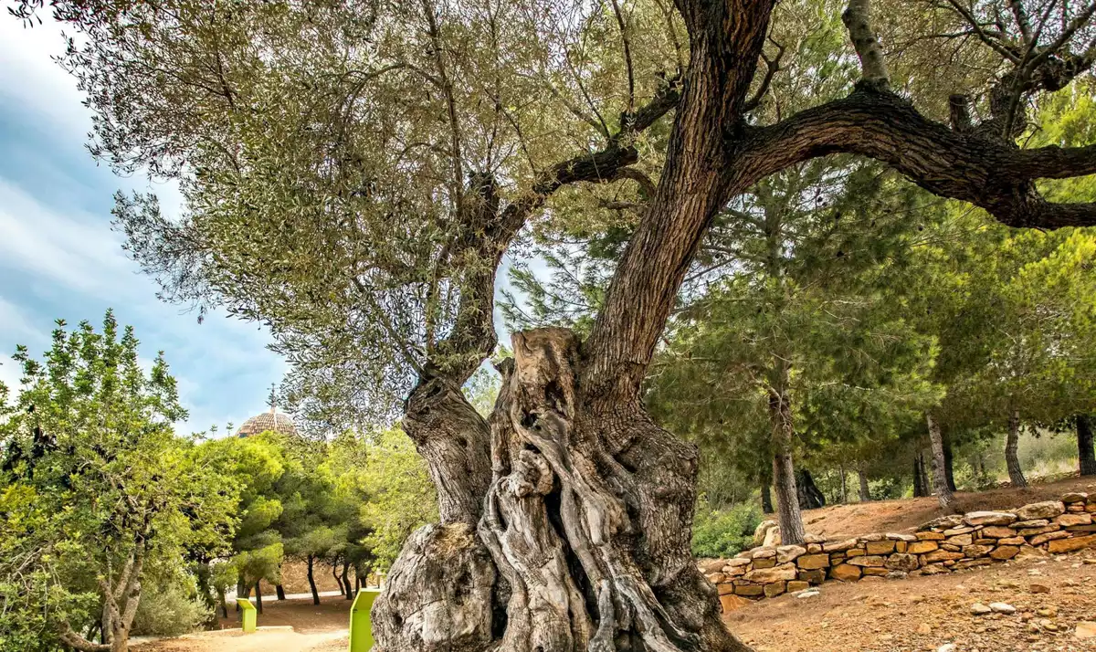 Una de les oliveres monumentals que s'han inventariat a Alcanar