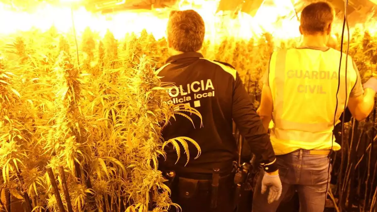 Policia Local i Guàrdia Civil a una plantació de marihuana