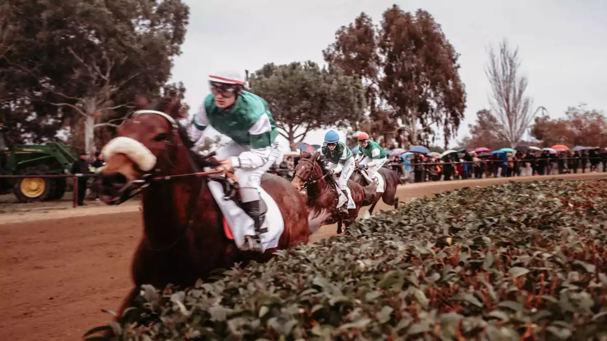 Curses de cavalls a vila-seca per Sant Antoni 2019