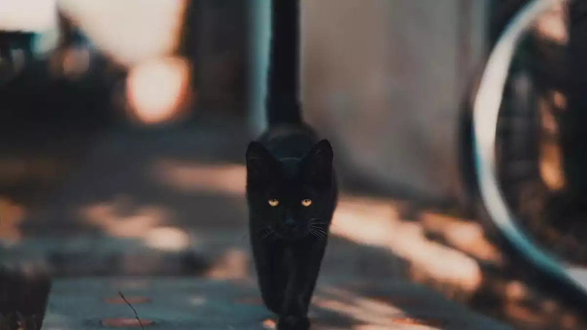 Gato negro andando
