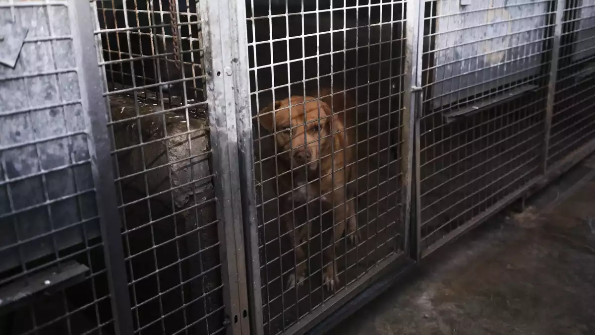 Detall d'un dels gossos de la Protectora d'Animals de Tarragona en l'interior d'una gàbia.
