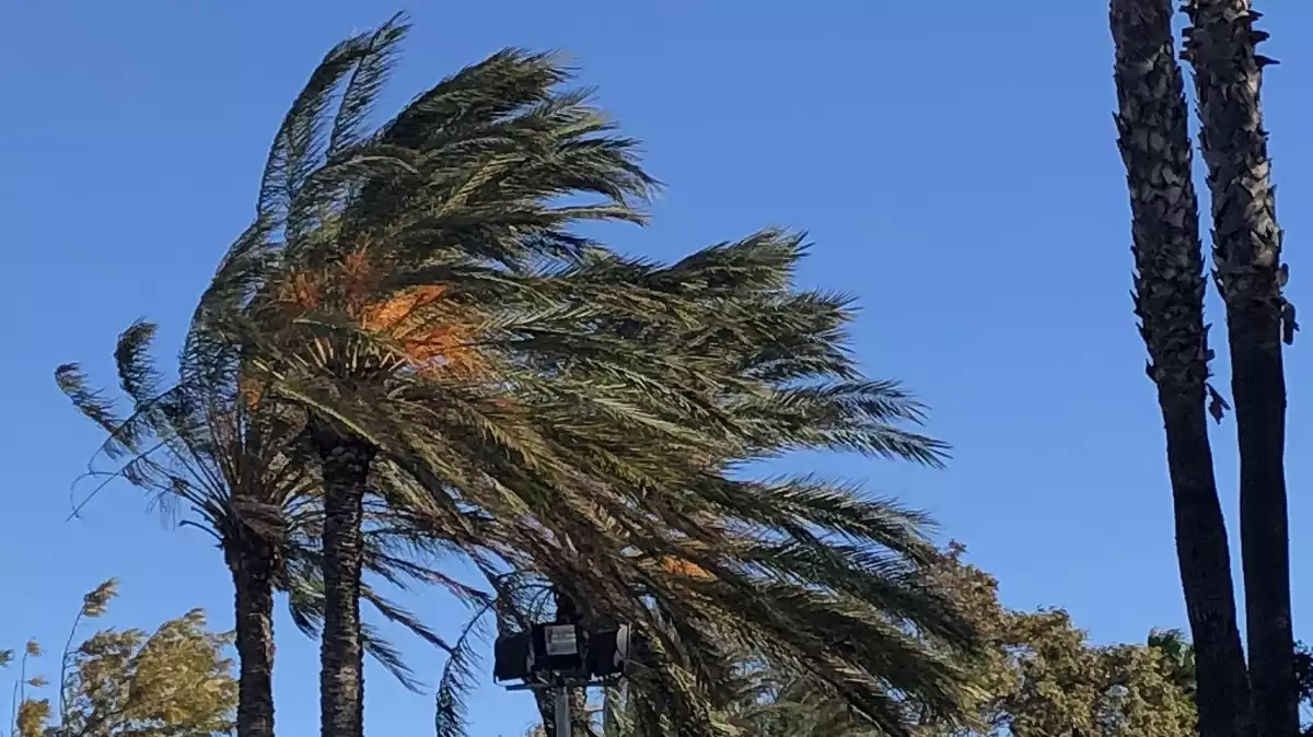 Imatge de palmeres mogudes pel vent a la costa catalana