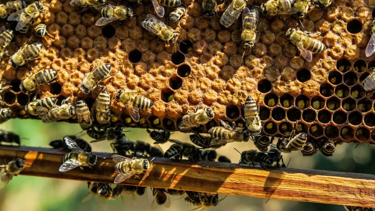 Les abelles són molt importants per mantenir la biodiversitat vegetal del món