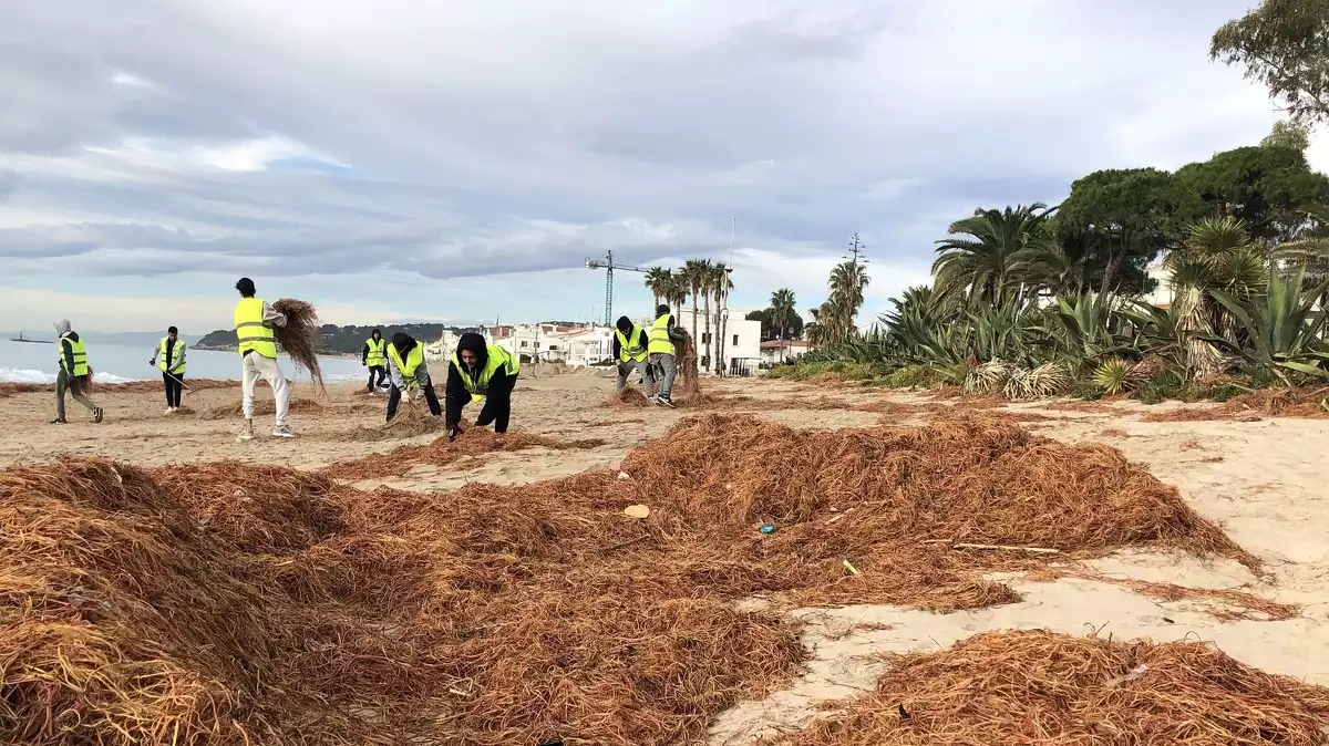 Alumnes del ptt treballant fent tasques de manteniment a la platja d'altafulla