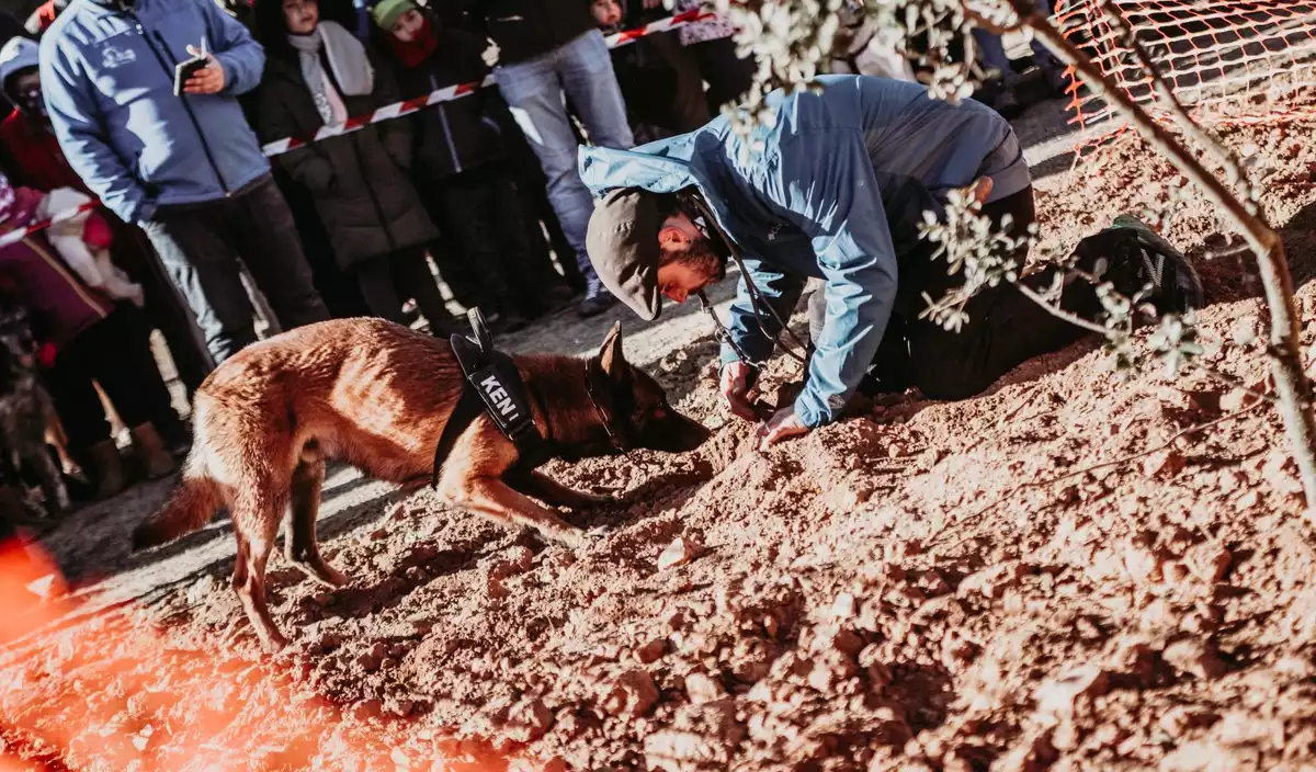 Concurs de gossos tofonaires a Vilanova de Prades