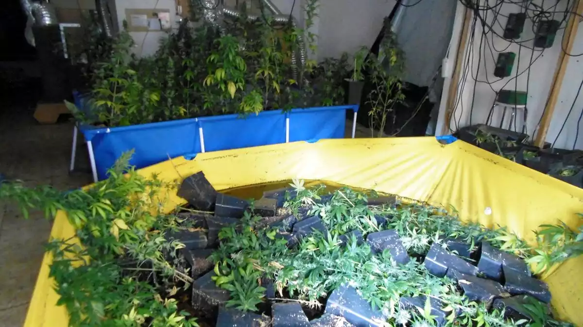 Cultiu de marihuana dins unes piscines de lona a Figueres trobat pels Mossos el 16 de desembre de 2019