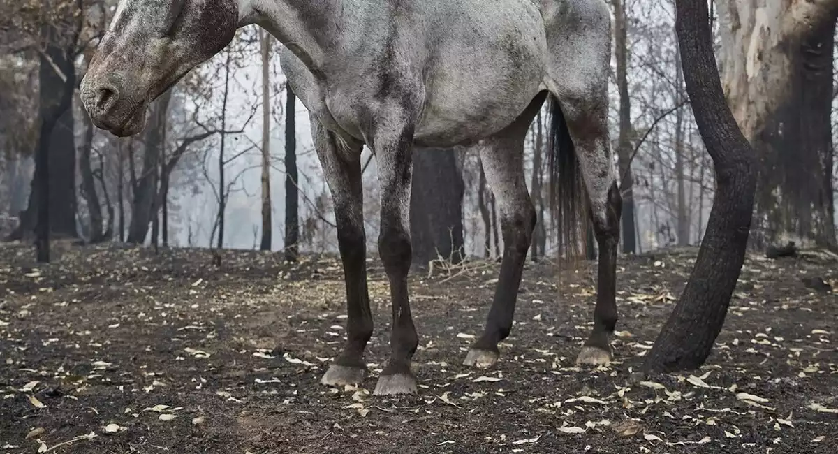 Cavall a Austràlia