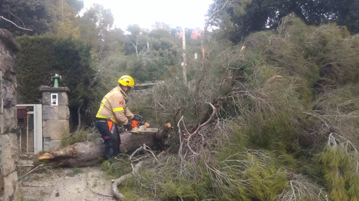 Un arbre arrencat pel fort vent a Catalunya