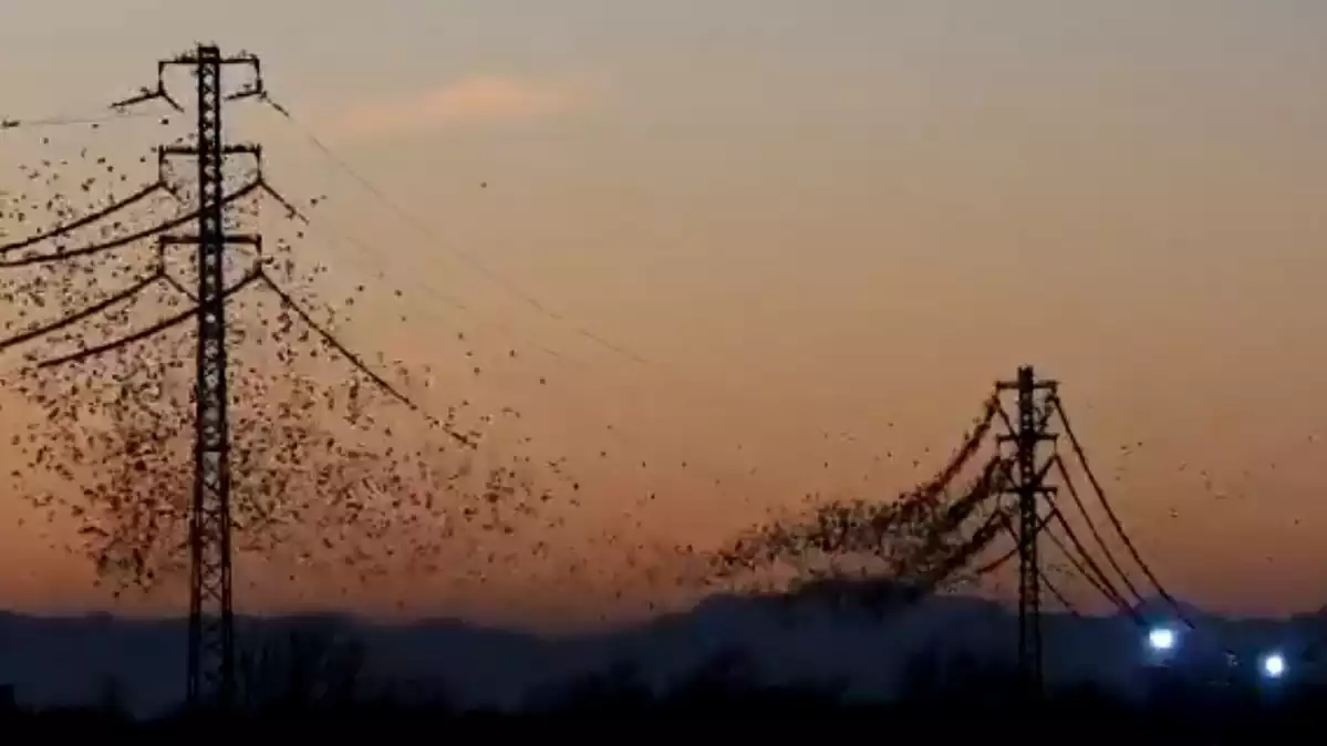 Imatge d'una explosió en uns cables d'alta tensió plens d'estornells a Palau-saverdera (Alt Empordà)