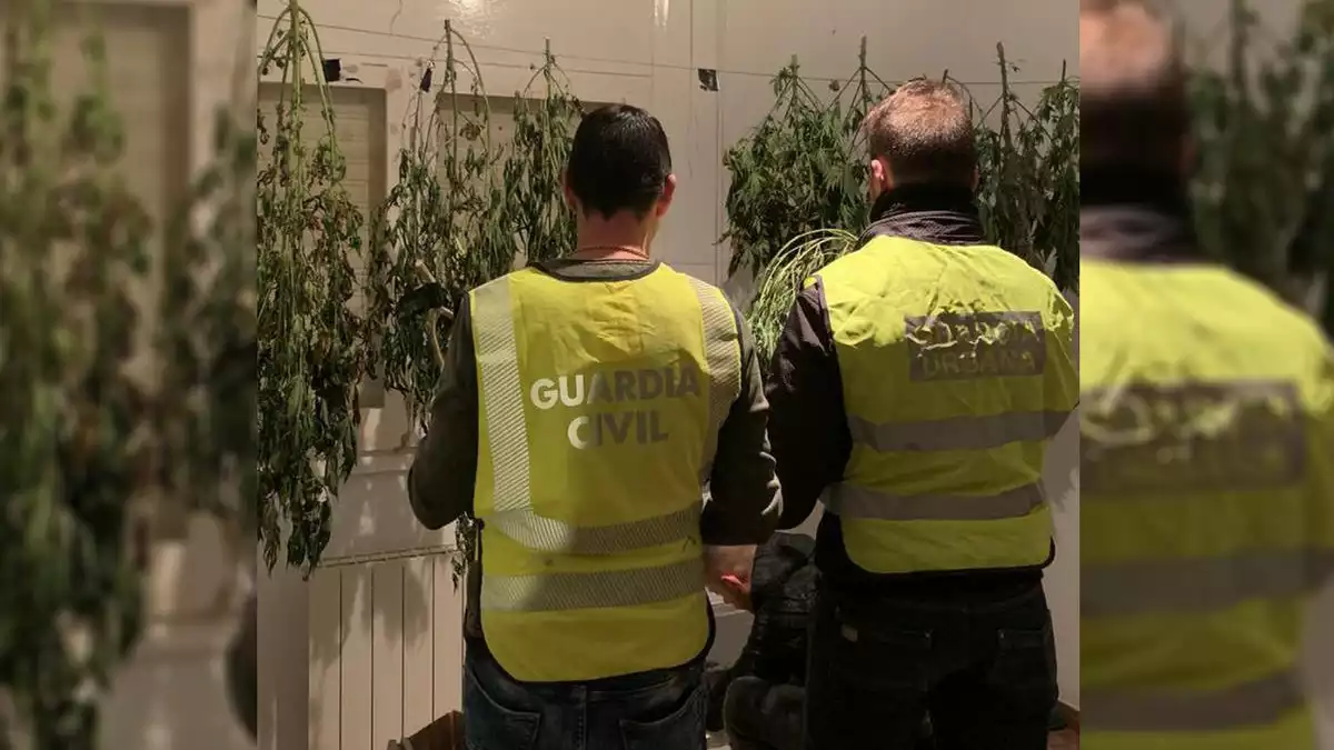 La Guàrdia Civil, comissant una plantació 'indoor' de marihuana