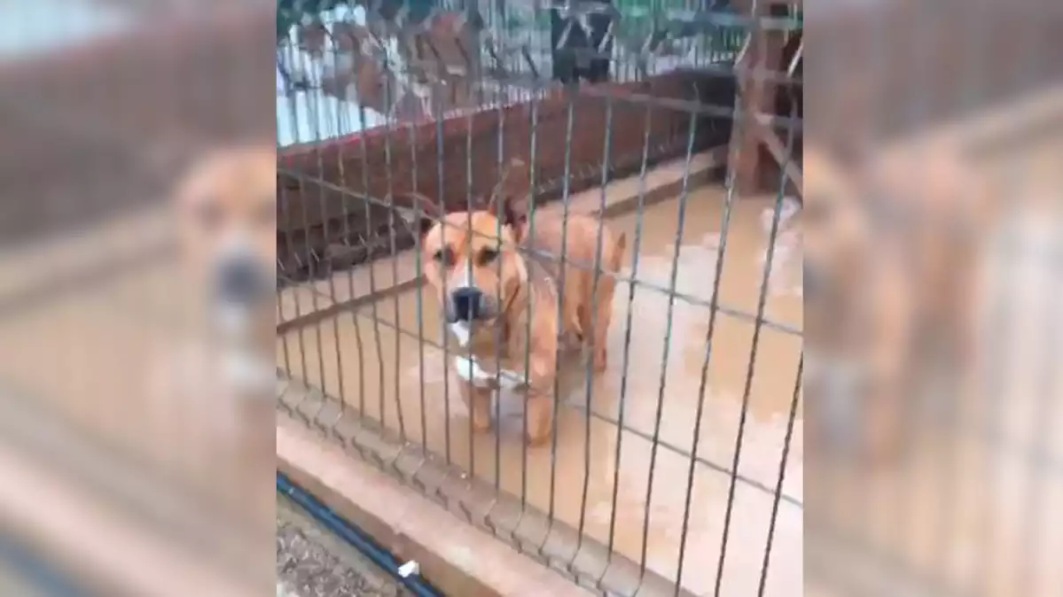 Un gos en una gàbia de la protectora d'animals de Torredembarra