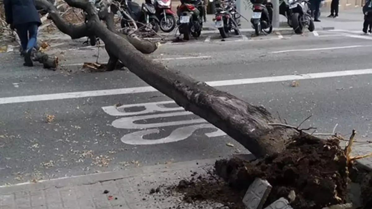 Arbre caigut al carrer de Sant Antoni Maria Claret de Barcelona