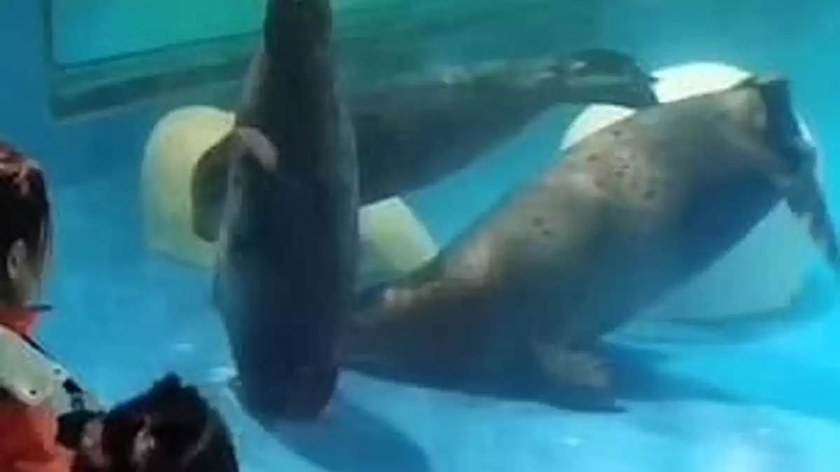 Imatge de la foca atrapada en el conducte de drenatge de l'aquari
