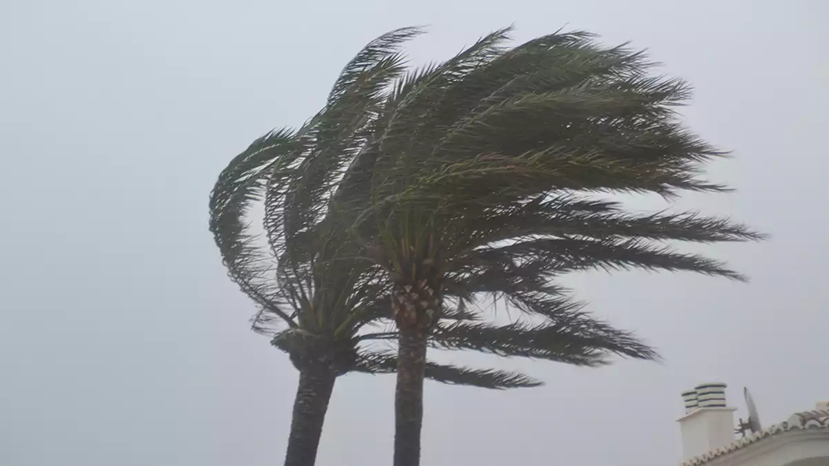 Imatge de dues palmeres empeses pel fort vent
