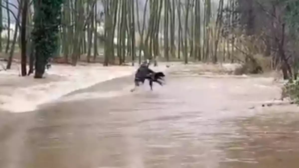 Imatge d'un home intentant travessa amb un gos un riu desbordat