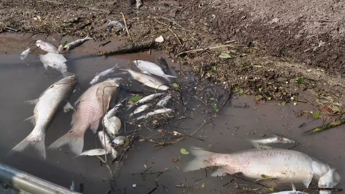 Imatge de peixos morts per culpa de l'incendi del riu Besòs a Montornès del Vallès el desembre del 2019