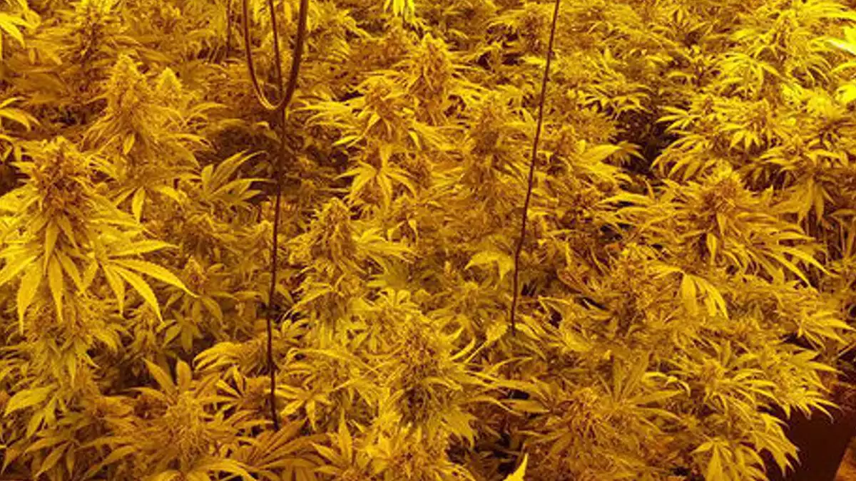 Plantació de marihuana trobada a Llambilles el 2 de gener de 2020