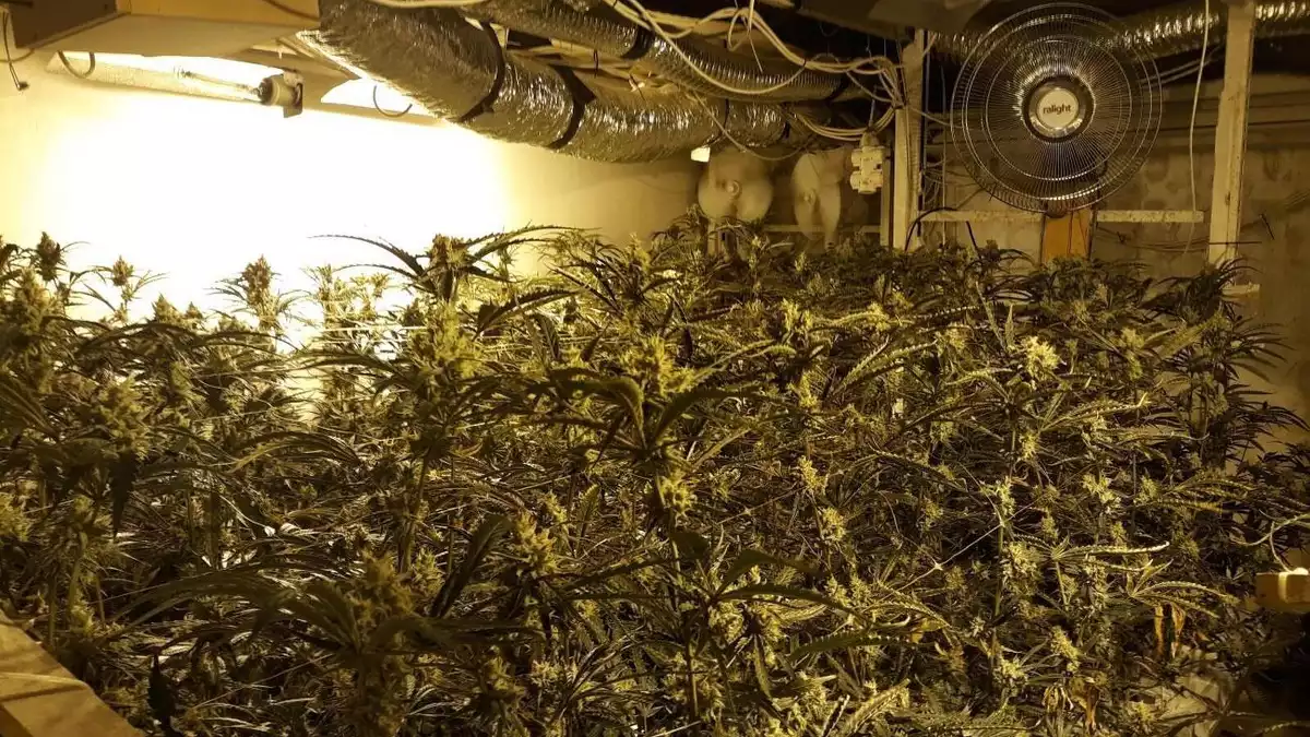 995 plantes de marihuana en una casa de Tortosa