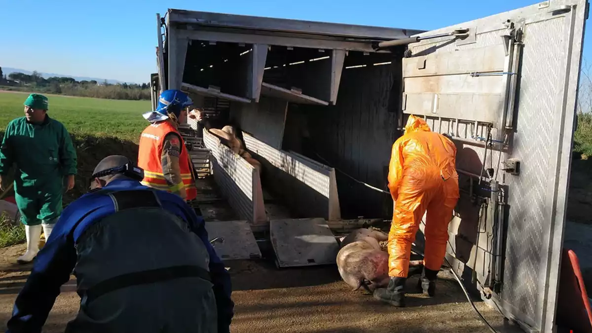 Bombers i equip de veterinaris a la zona on ha bolcat un camió de porcs, a la Tallada de l'Empordà (24-02-2020)