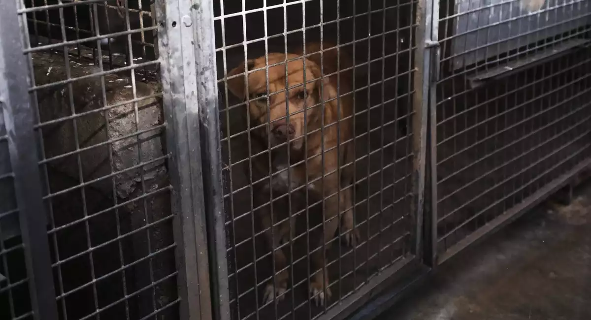 Detall d'un dels gossos de la Protectora d'Animals de Tarragona en l'interior d'una gàbia.