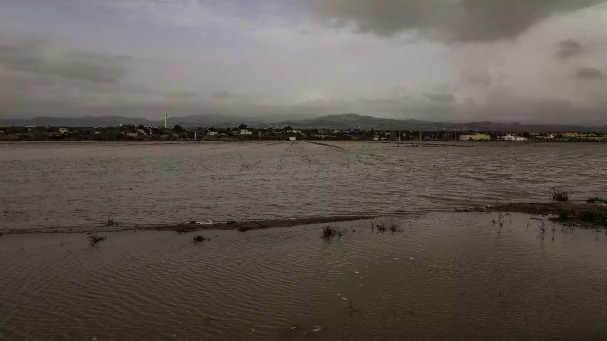 El paisatge desolador al Delta de l'Ebre després dels aiguats en imatges