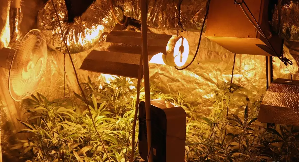Pla general de la plantació de marihuana 'indoor' que els Mossos d'Esquadra