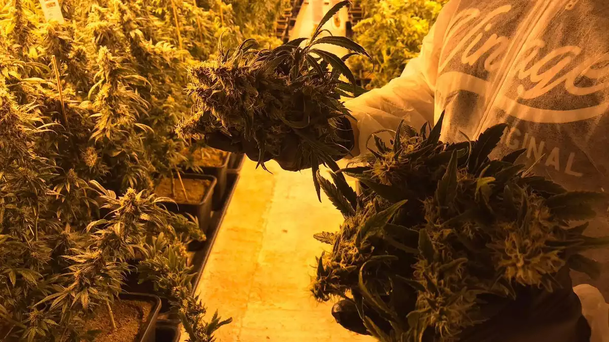 plantació de marihuana incautada al Vendrell