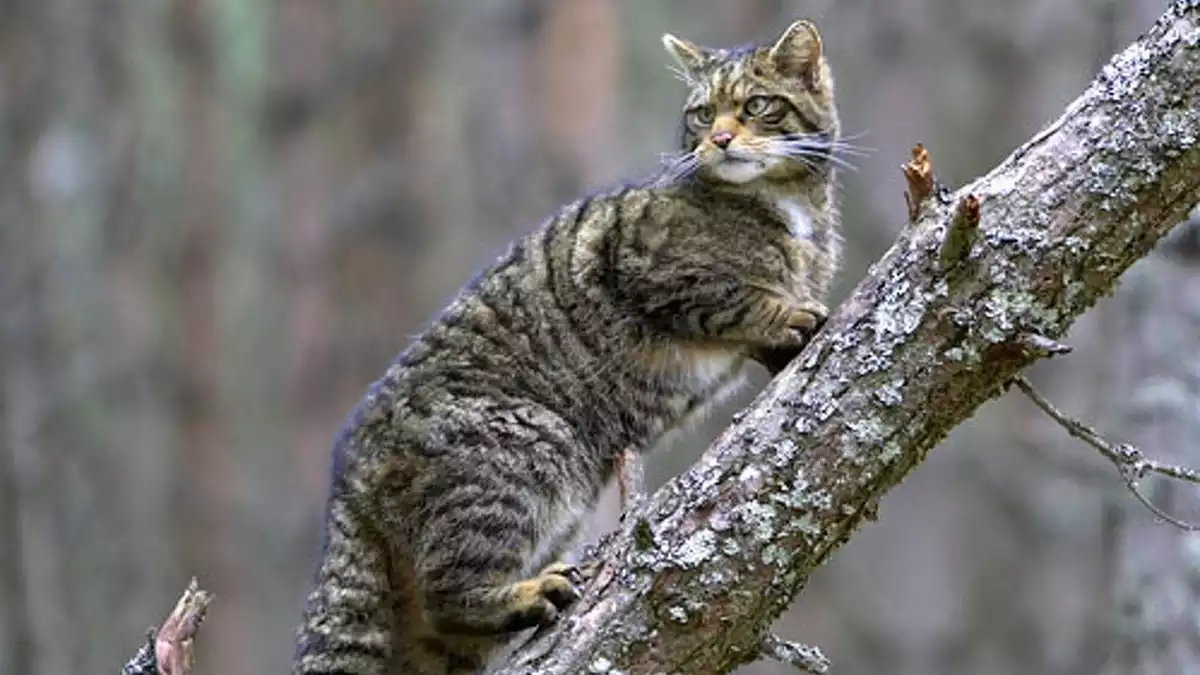 Imatge d'un gat fer o gat salvatge