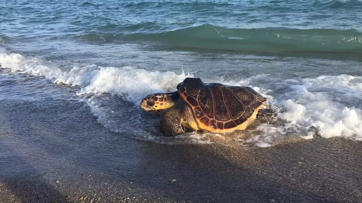 Exemplar de tortuga marina recuperada i retornada al seu medi natural