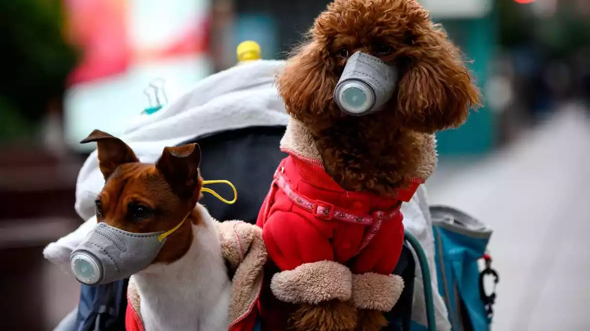 Imatge de gossos amb mascaretes protegint-se del coronavirus