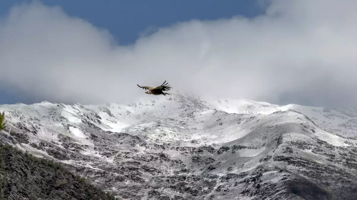 Imatge de l'enfarinada d'aquest dimecres a les cotes altes del Pallars Sobirà