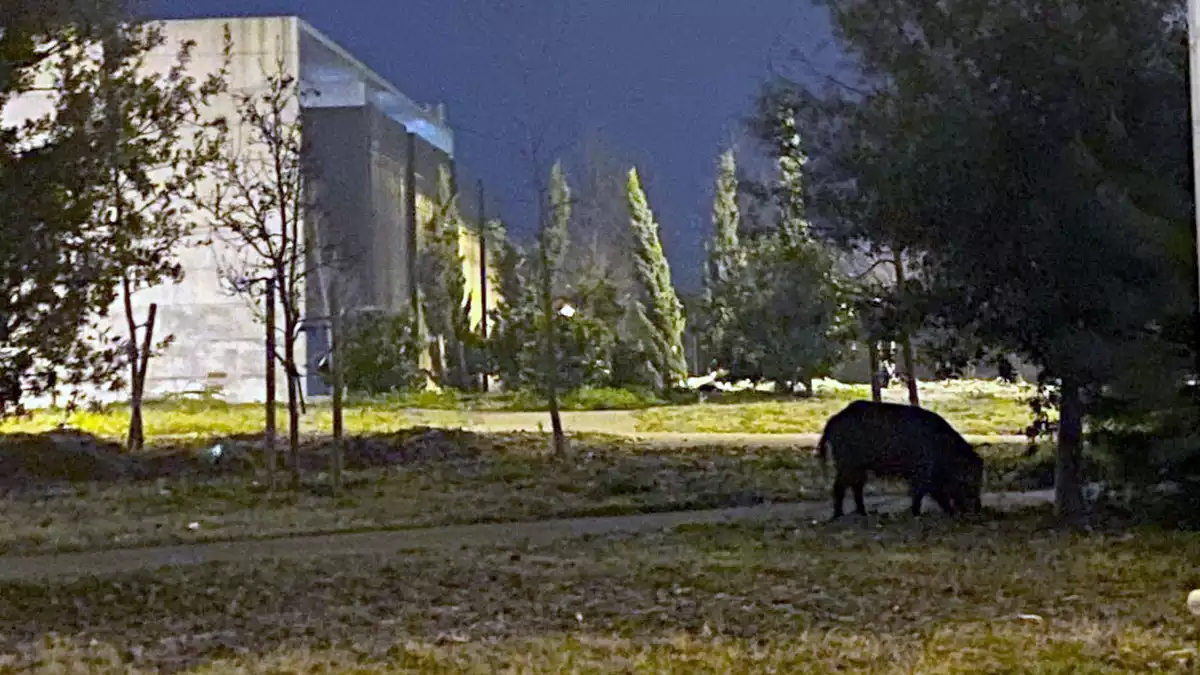 La silueta d'un porc senglar, al parc de la zona esportiva de Ponent, a Salou.