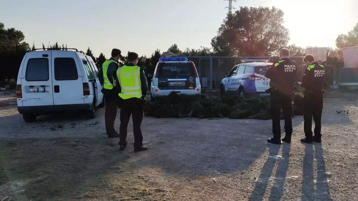 Pla general del llentiscle decomissat al terme municipal del Perelló