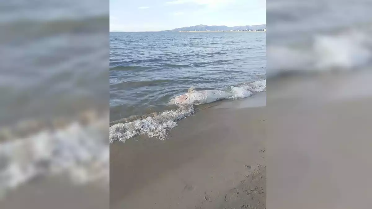 Imatge d'una tonyina morta a la platja de Cambrils.