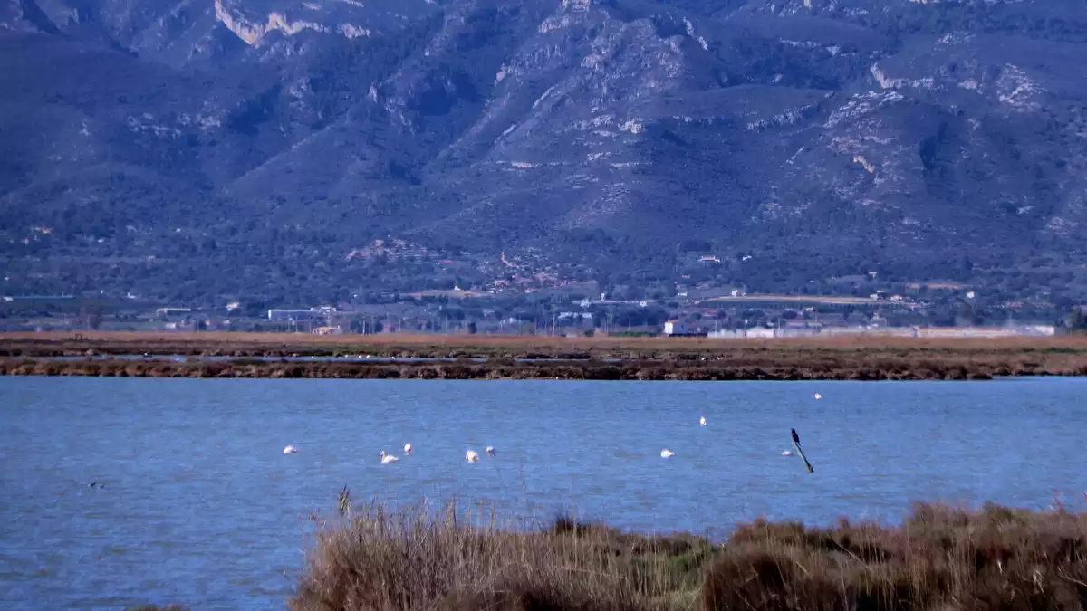 Flamencs a la llacuna de l'Encanyissada, al delta de l'Ebre