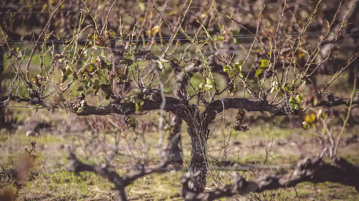 Una imatge de la vinya del Celler Pedrola de Miravet