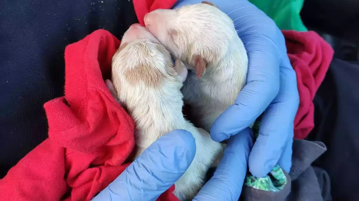 Imatge dels cadells rescatats per Protecció Civil de Reus