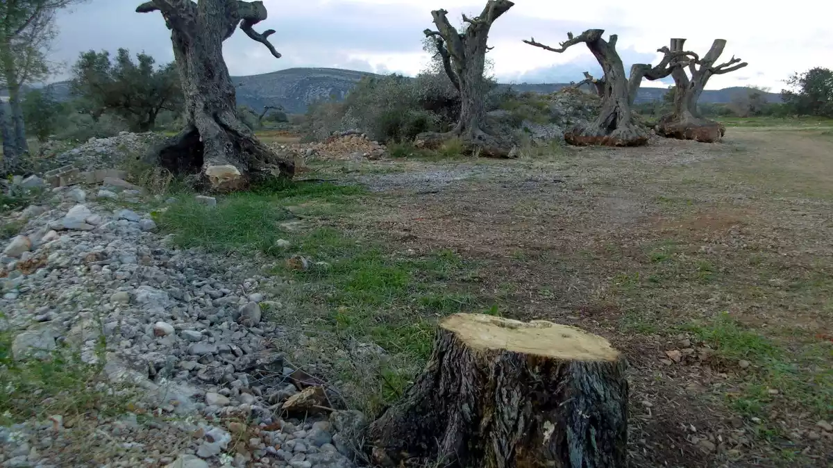 Pla general d'algunes oliveres arrencades preparades per endur-se-les en una finca de la zona de les Codines d'Ulldecona, el 2 de març del 2020