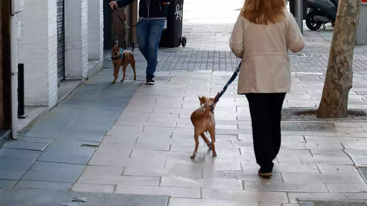 Una dona passejant el gos a Madrid durant el confinament pel coronavirus el 15 de març de 2020