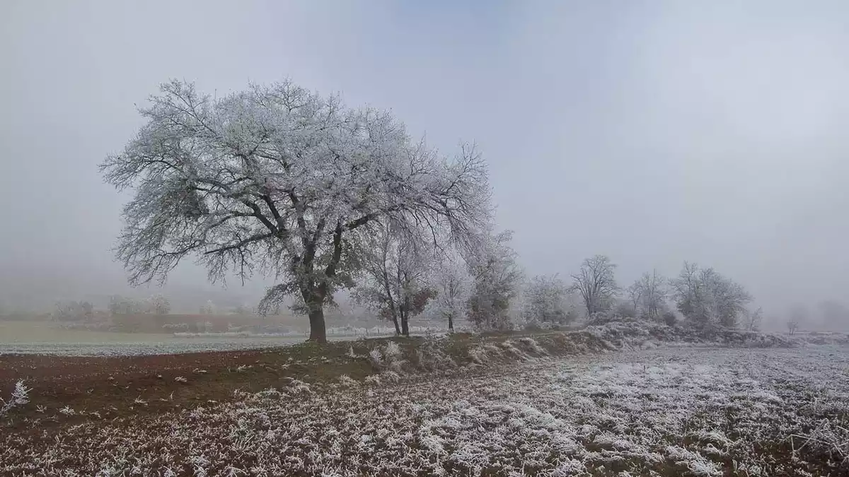 Imatge d'un camp gelat a ple hivern