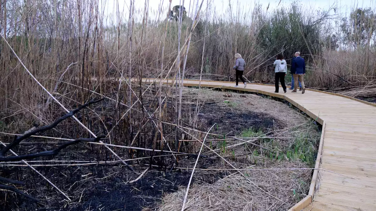 Un dels trams de la nova passarel·la pels ullals de Baltasar amb zones de vegetació cremada per l'últim incendi intencionat