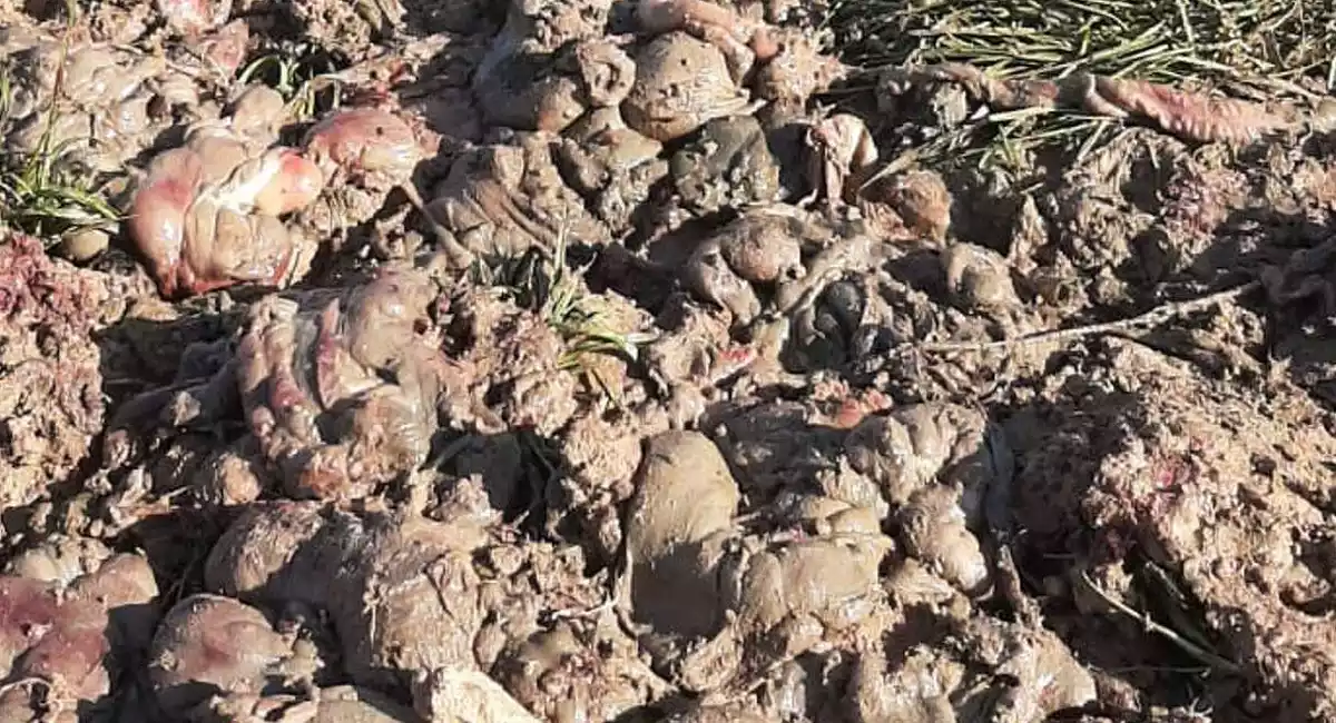 Imatge de les restes càrnies abocades a la Noguera