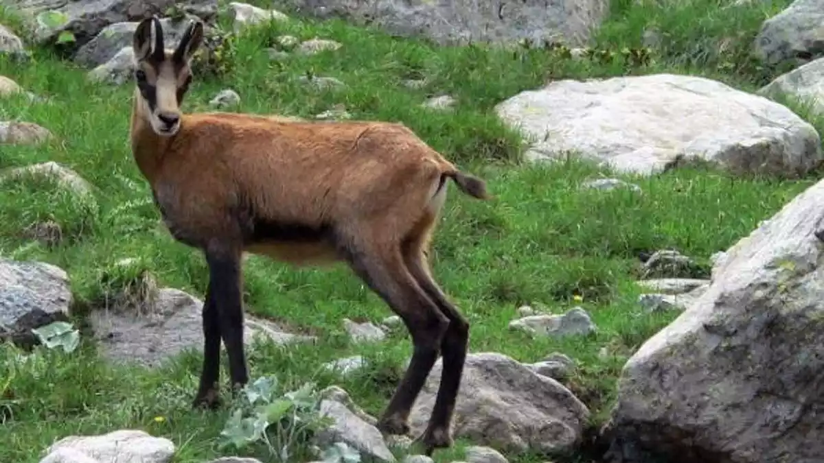 Imatge d'un isard al Pirineu