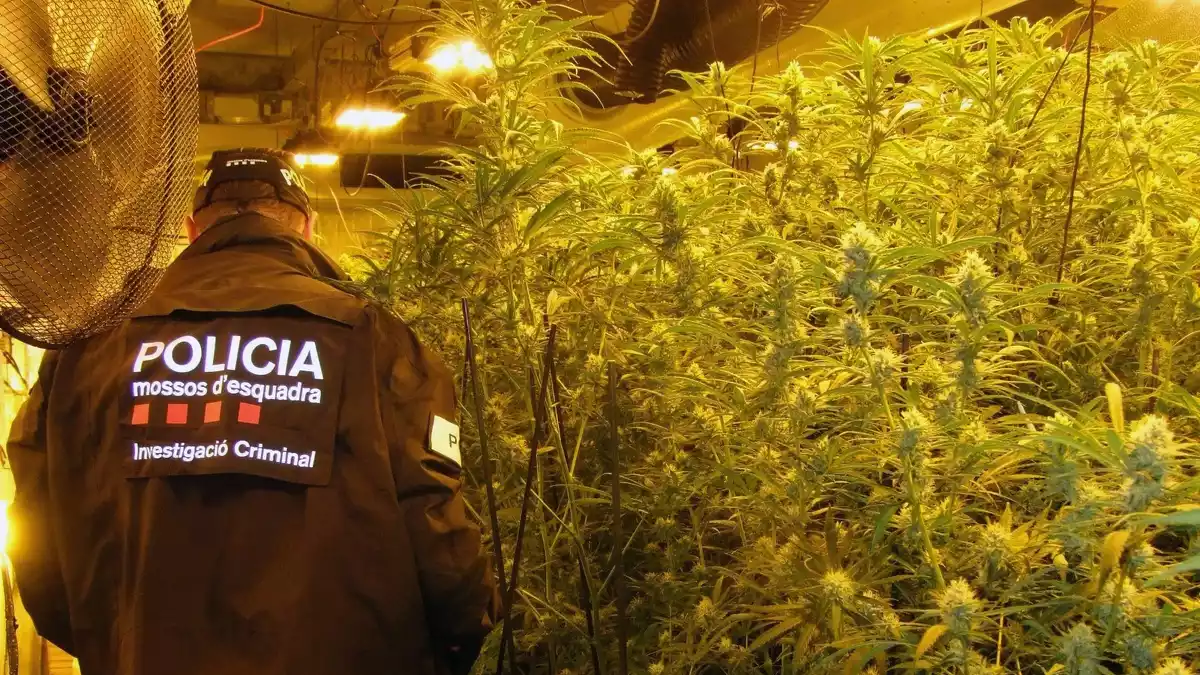 Un mosso d'esquadra, entre les plantes de marihuana trobades en una nau del polígon Belianes de Cambrils.