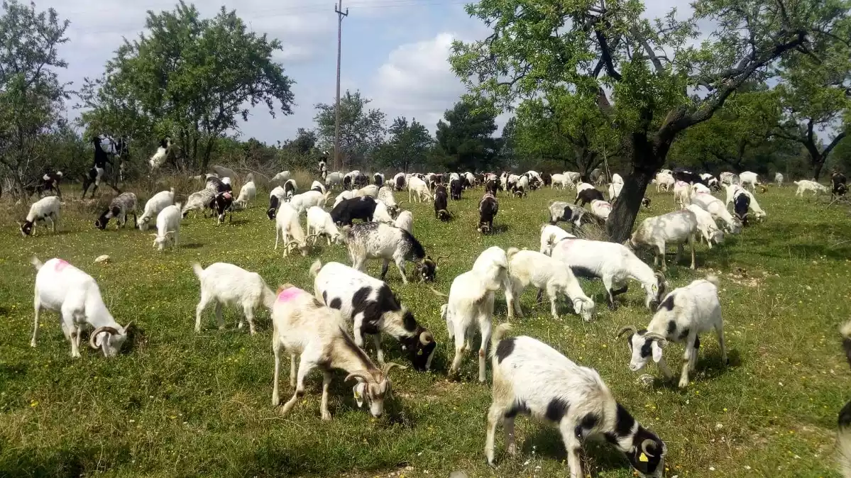 Un ramat de cabres pasturant.