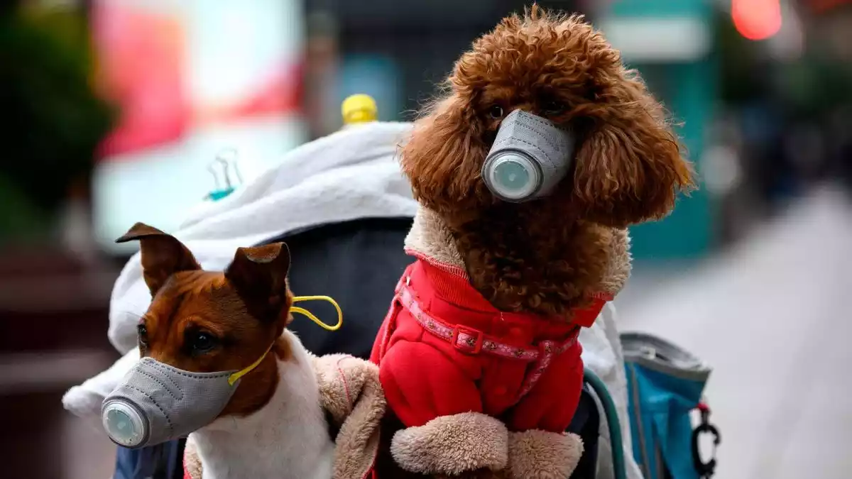 Imatge de gossos amb mascaretes protegint-se del coronavirus