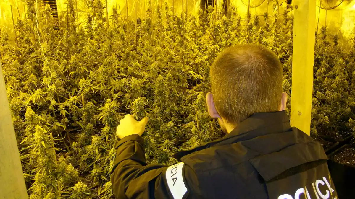 Un agent dels Mossos intervenint les plantes de marihuana que han trobat en una nau industrial de l'Ametlla de Mar