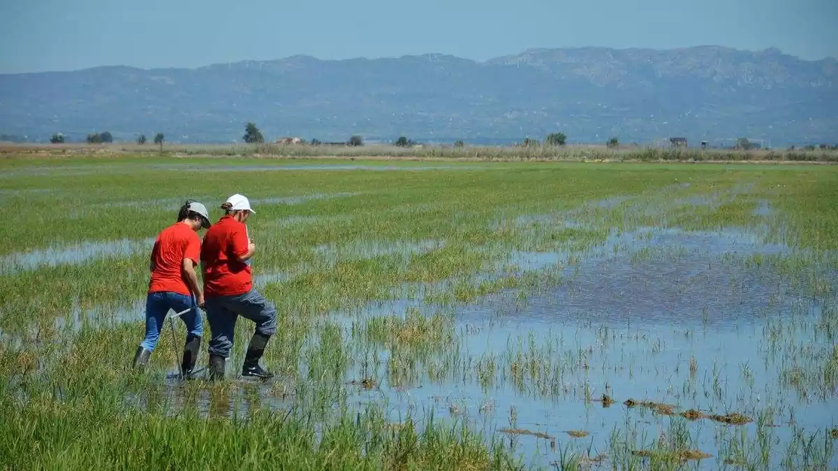 Dos treballadors de l'IRTA, al camp d'arròs d'Amposta